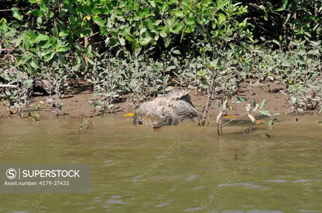 American Crocodile (Crocodylus acutus) Mangrove Swamp, Costa Rica