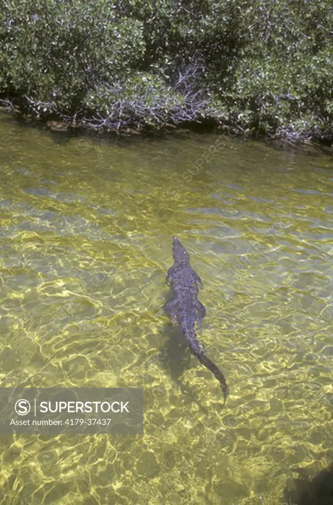 American Crocodile (Crocodylus acutus), Parque Punta Sur, Southern Cozumel, Mexico