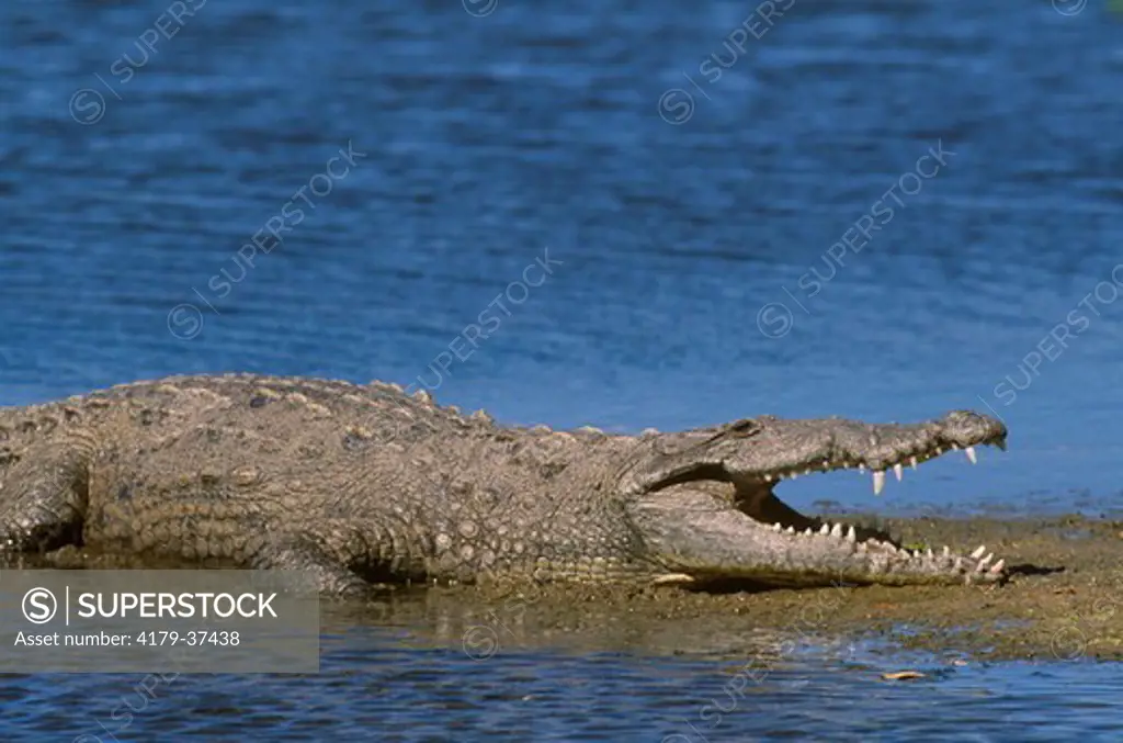 American Crocodile Cooling Itself (Crocodylus acutus) Ding Darling NWR, Florida