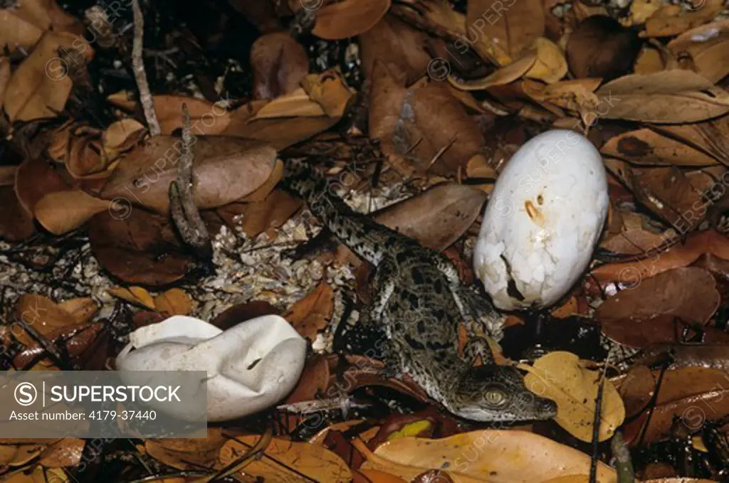 American Crocodile Hatchling on Nest, Florida