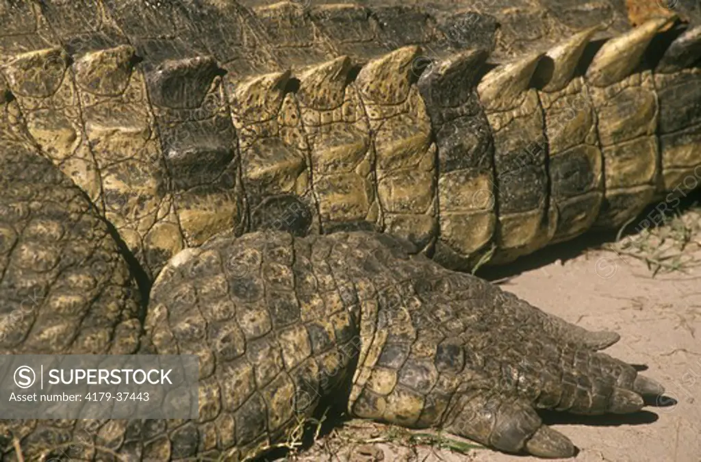 American Crocodile Tail and Leg (Crocodylus acutus), endangered, Florida