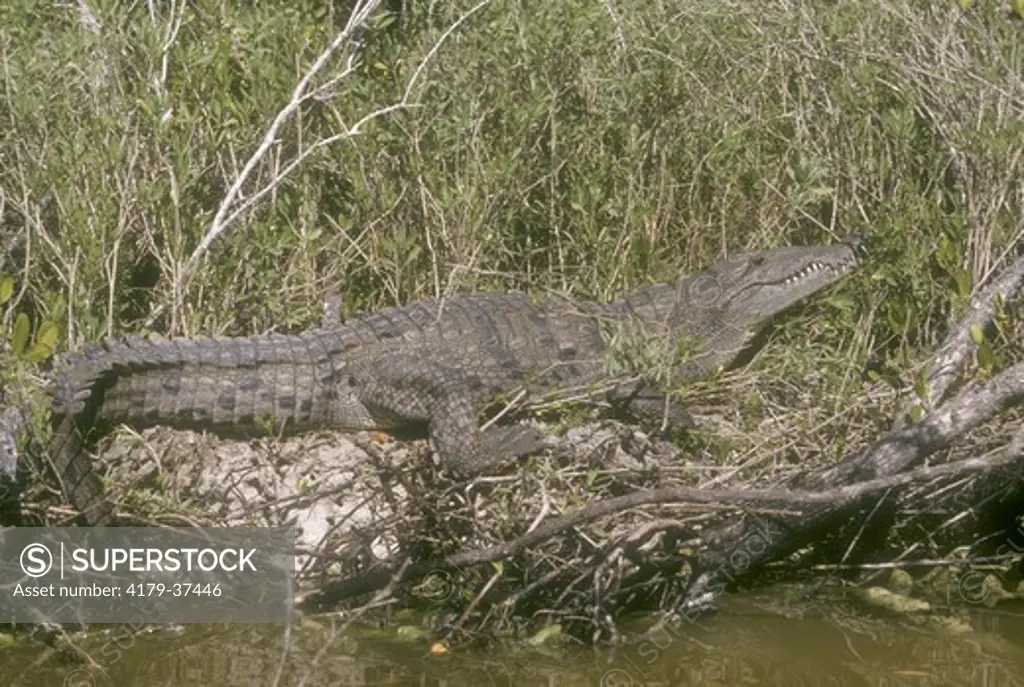 American Crocodile (Crocodylus acutus) sunning, Everglades, FL, Florida