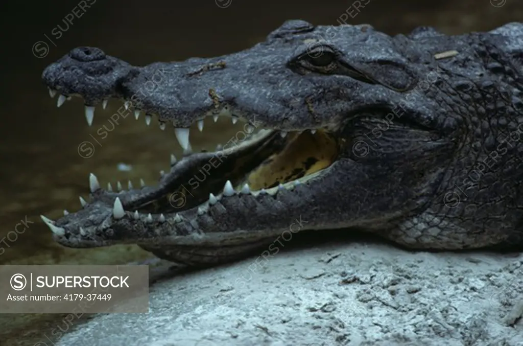 American Crocodile (Crocodyulus acutus)
