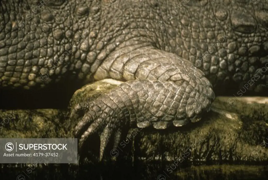 American Crocodile close-up (Crocodylus acutus), Florida Bay