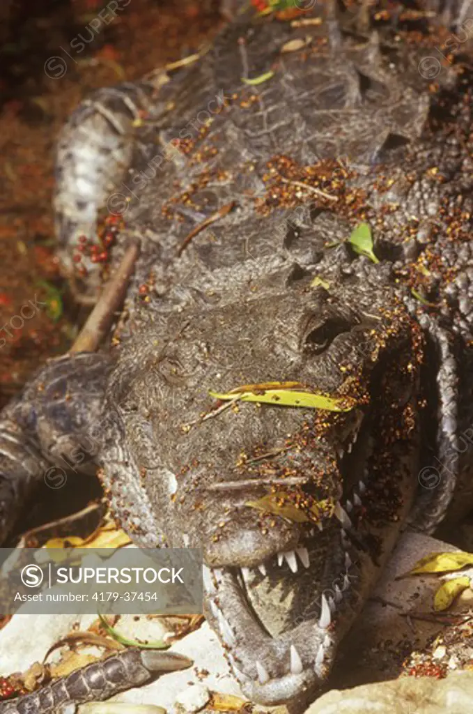 American Crocodile (Crocodylus acutus), Everglades, FL,  endangered