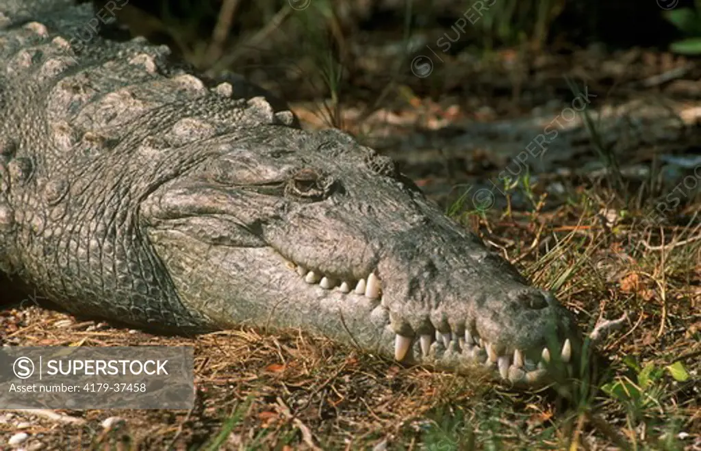 American Crocodile (Crocodylus acutus), FL