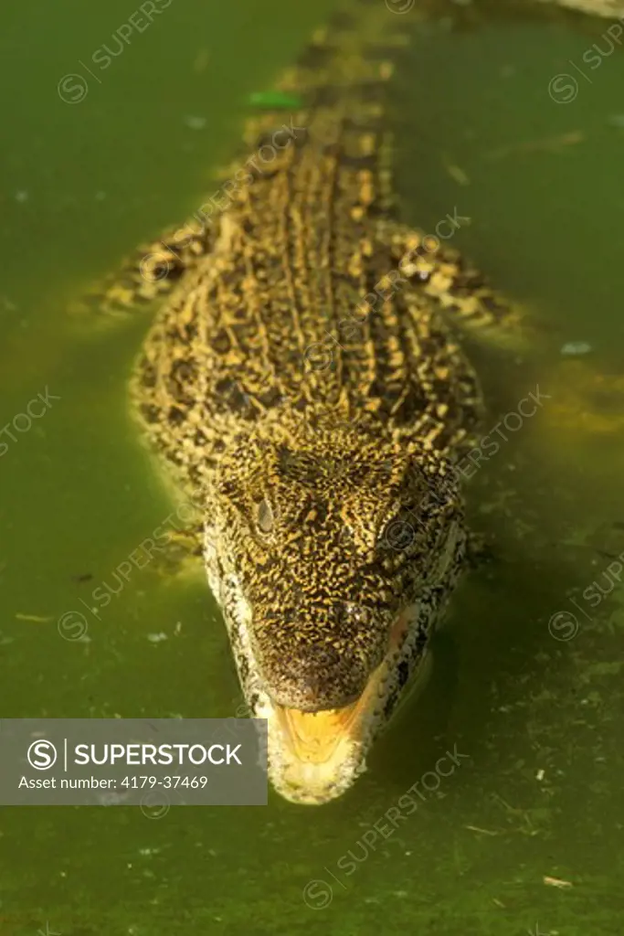 Cuban Crocodile (Crocodylus rhomifer) Zapata Swamp - Cuba