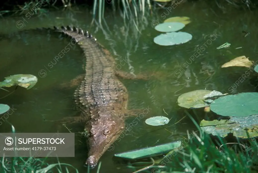 Johnston's or Australian Freshwater Crocodile (Crocodylus johnstoni)