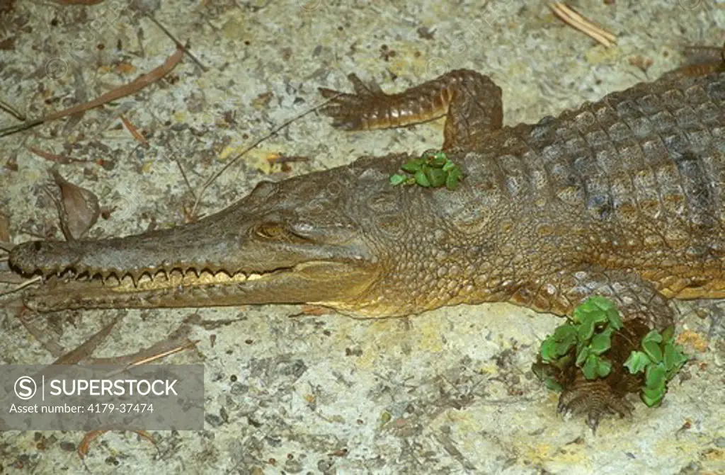 Freshwater (Johnstone's) Crocodile (Crocodilicus johnsonii) N Queensland/Aust Australia