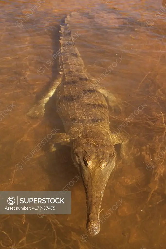 Freshwater Crocodile (Crocodylus johnstoni), Lake Argyle, W. Australia