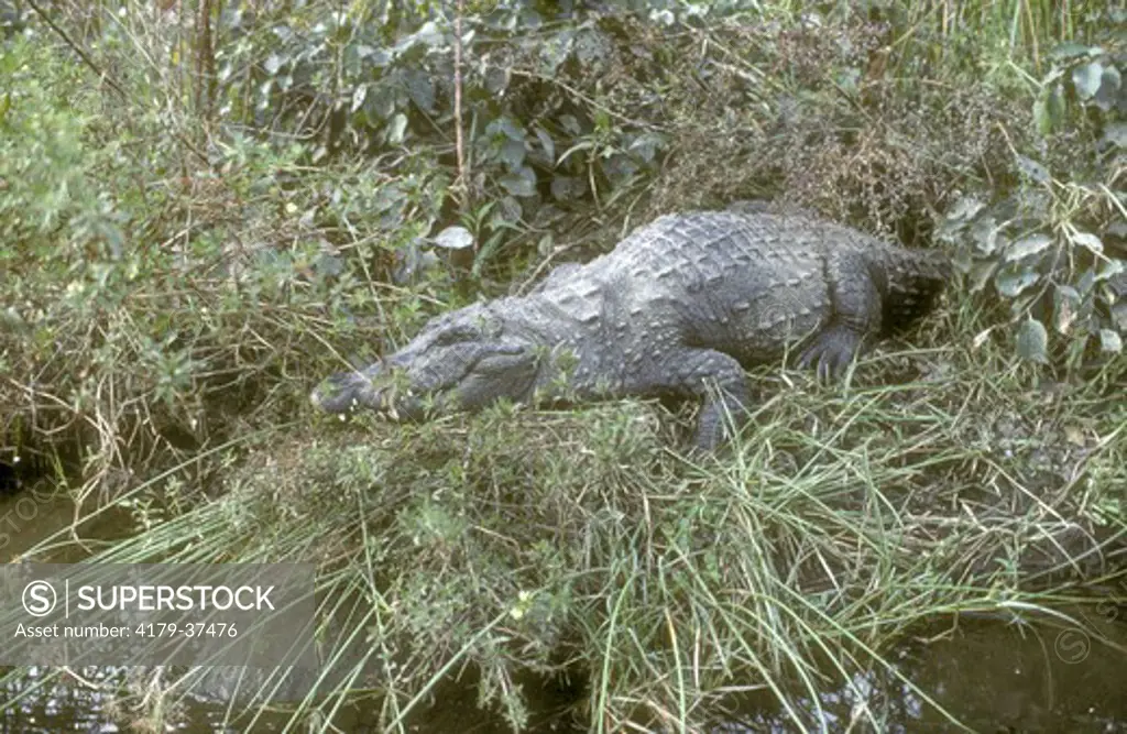 Marsh Crocodile (Crocodylus palustris) Karnataka, South India