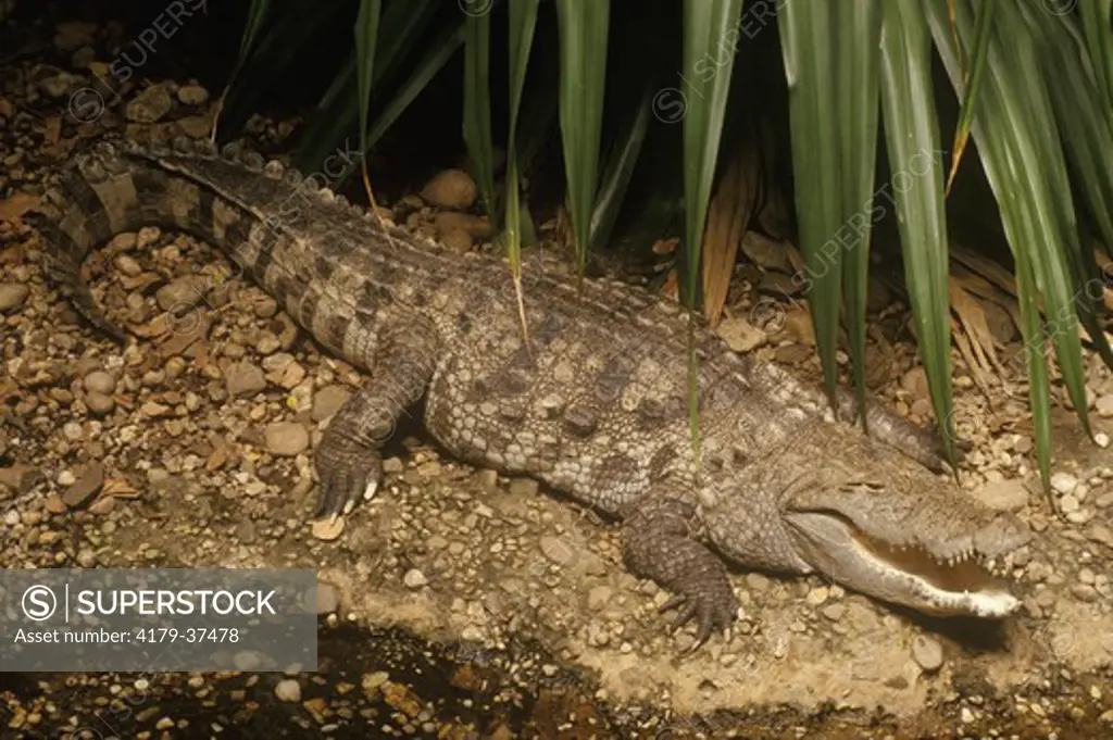 Marsh Crocodile aka Mugger (Crocodylus palustris) Jungle World/Bronx Zoo