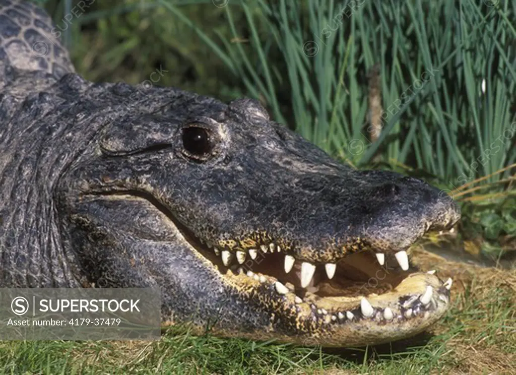 Marsh or Mugger Crocodile (Crocodylus palustris) smiling
