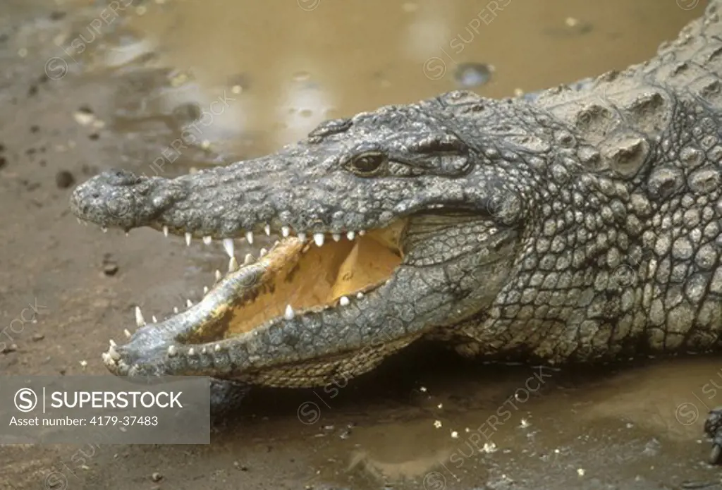 Nile Crocodile (Crocodylus niloticus) Zimbabwe