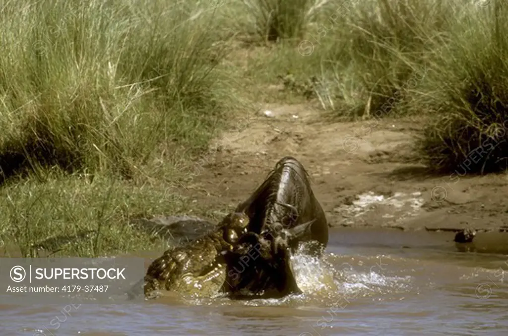 Nile Crocodile attacking Wildebeest, Masai Mara NR, Kenya