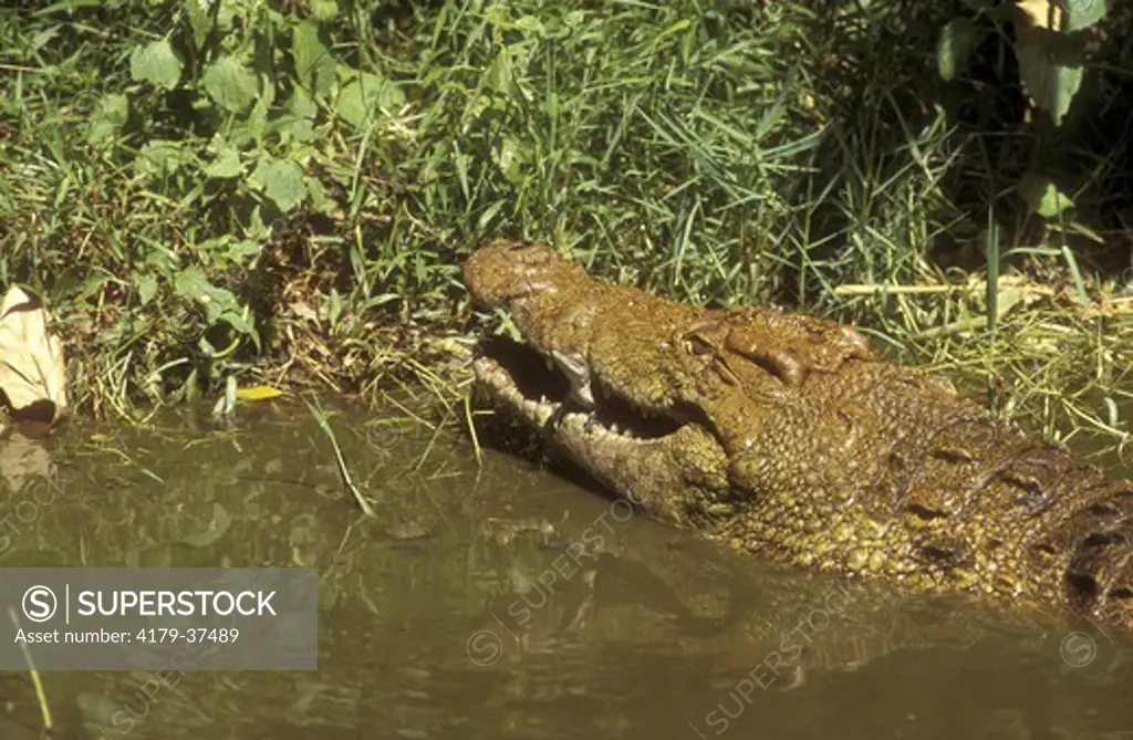 Nile Crocodile w/ young (Crocodylus niloticus) St. Lucia, Natal, So. Africa