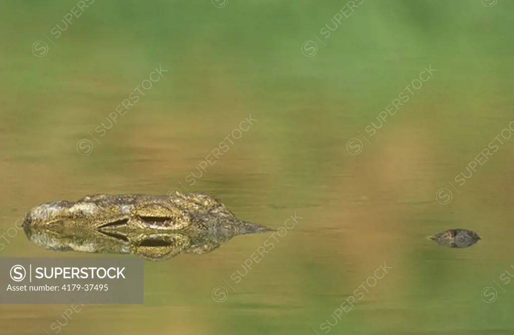 Nile Crocodile (Crocodylus niloticus) Greater St Lucia Wetland Park, South Africa