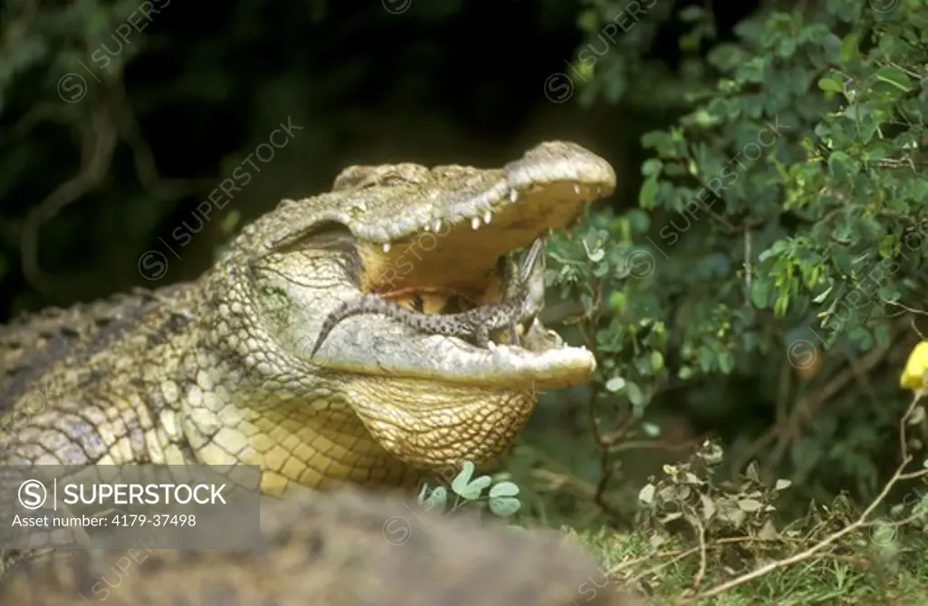 Nile Crocodile female releasing young to nest (Crocodylus niloticus) S AFR Kwazulu Natal