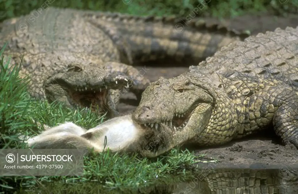Nile Crocodile w/ Vervet Monkey Prey (Crocodylus niloticus), St. Lucia, Natal, RSA