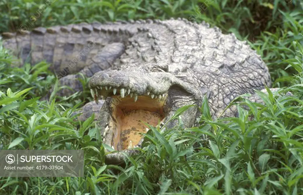 Nile Crocodile (Crocodylus niloticus), St. Lucia, Natal, RSA