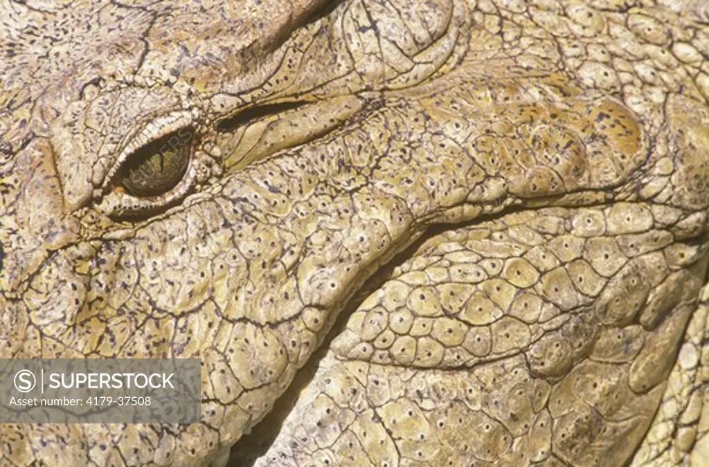 Nile Crocodile Face & Eye Detail (Crocodylus niloticus), St. Lucia, Natal, RSA