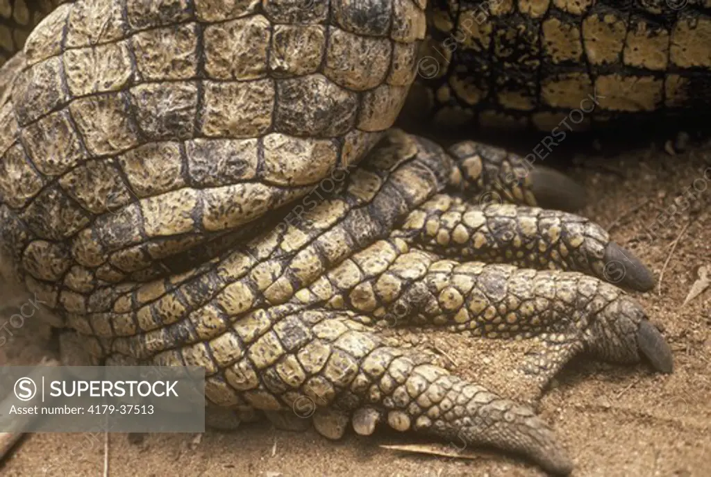 Nile Crocodile Back Foot Kenya