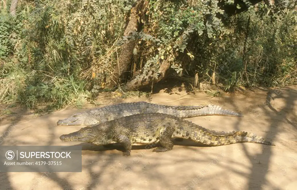 Nile Crocodiles (Crocodylus niloticus), Zambesi NP, Zimbabwe