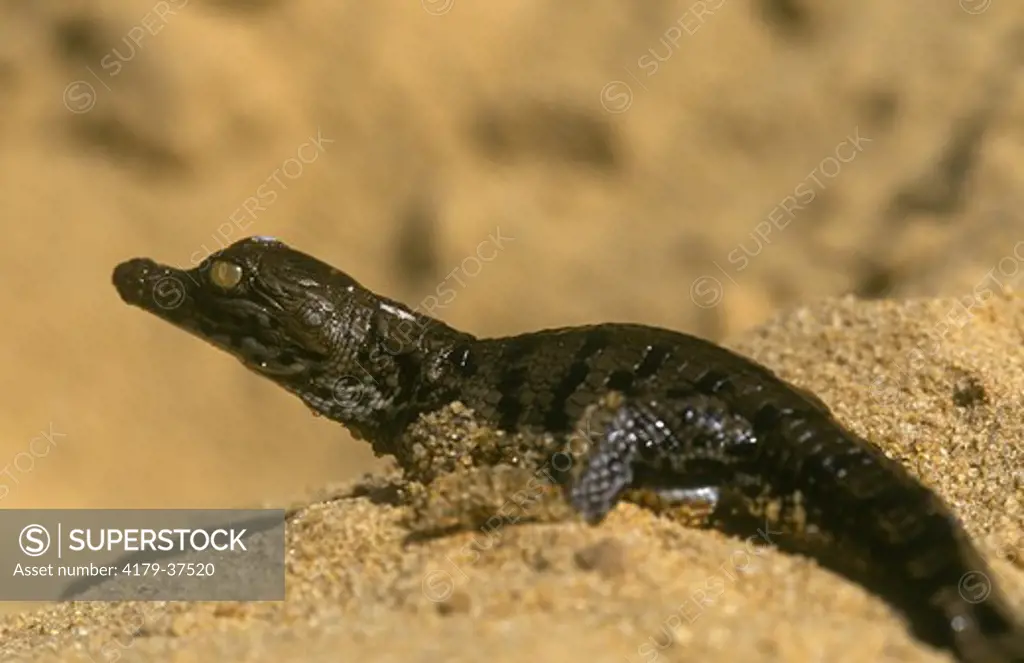 Nile Crocodile Hatchling (Crocodylus niloticus), Kenya, IC