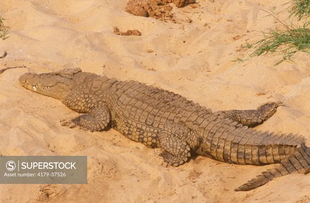 Nile Crocodile (Crocodylus niloticus), Kruger NP, S. Africa