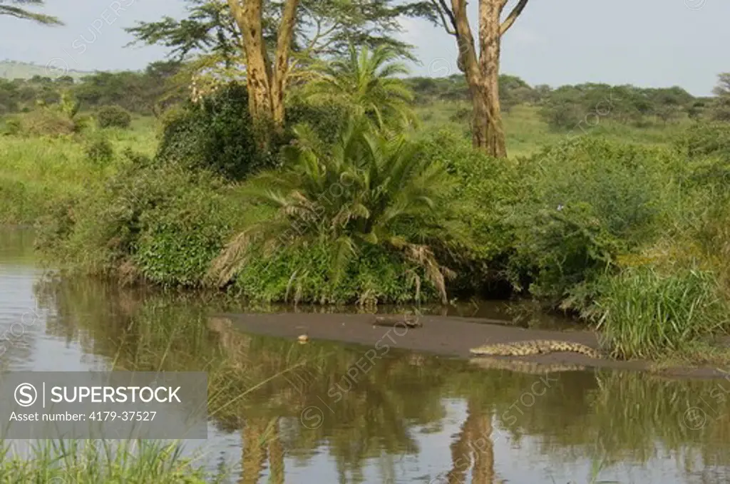Scenic of river in Serengeti, Serengeti National Park, Tanzania
