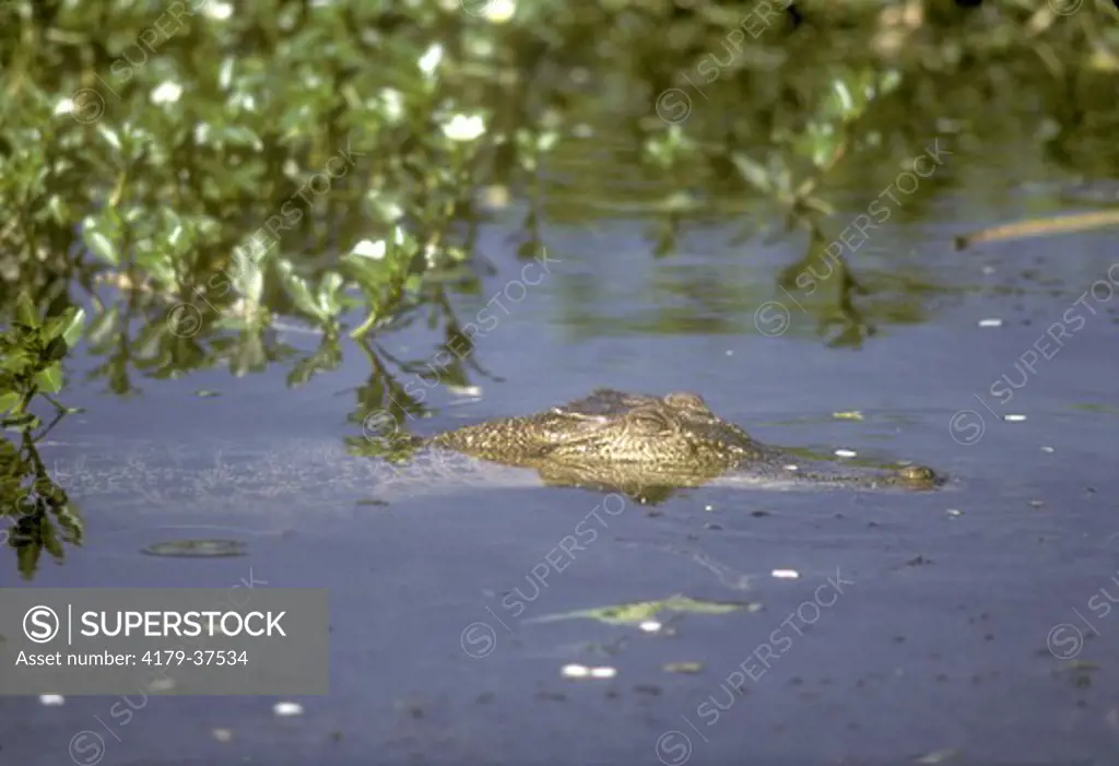 Saltwater Crocodile  (Crocodylus porosus)  N Territory, Australia