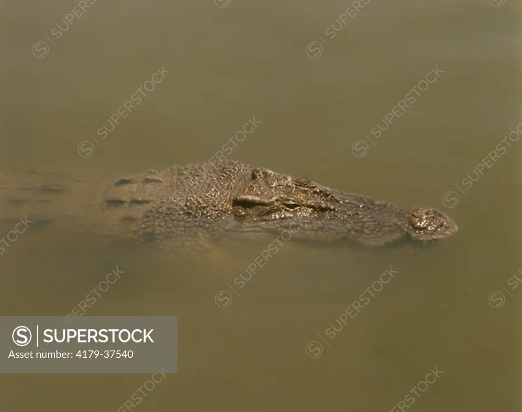 Estuarine aka Saltwater Crocodile  - Australia (Crocodylus porosus)
