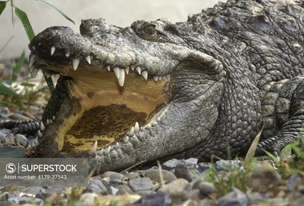 Siamese Crocodile w/ Jaws Open (Crocodylus siamensis) Extinct in Wild/Java