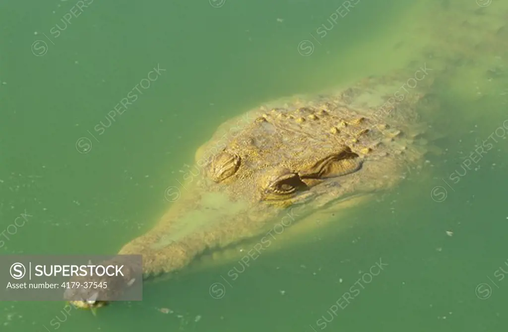 African Slender-snouted Crocodile, IC (Crocodylus cataphractus) W & C Africa