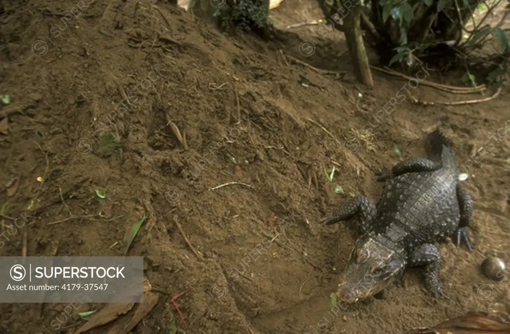 Dwarf Crocodile (Osteolaemus tetraspis) Female guarding nest (IC)  W & C Africa