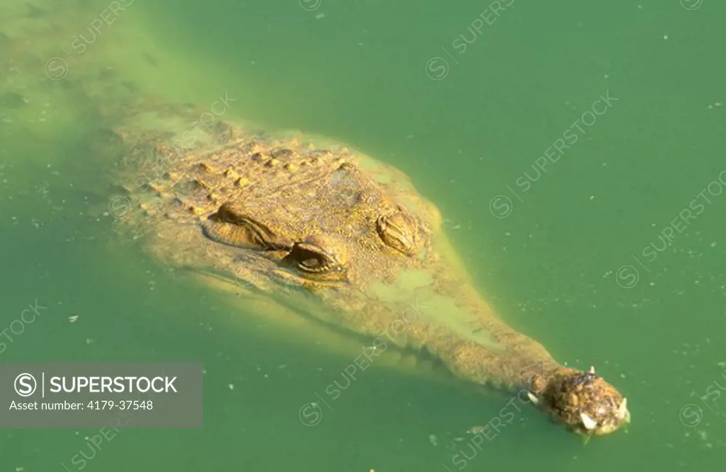 African Slender-snouted Crocodile (Crocodylus cataphractus), IC