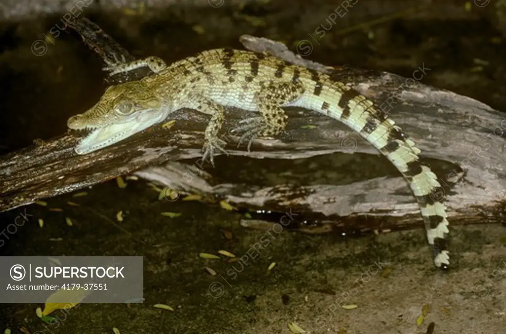 Philippine Crocodile juvenile (Crocodylus novaguineae mindorensis)
