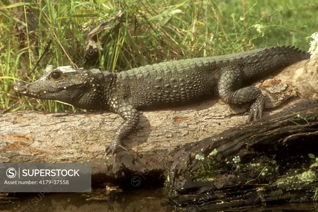 Dwarf Congo Crocodile (Osteolaemus tetraspis) Sierra Leone, Guinea