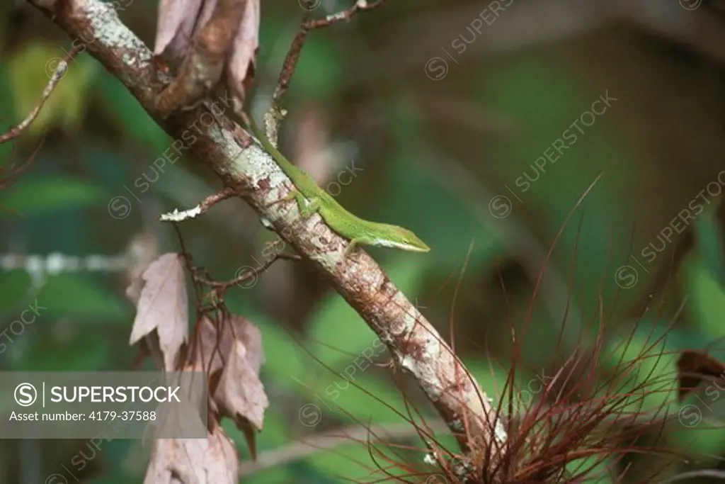 Green Anole (Anolis carolinensis), Corkscrew Swamp Sanctuary, FL
