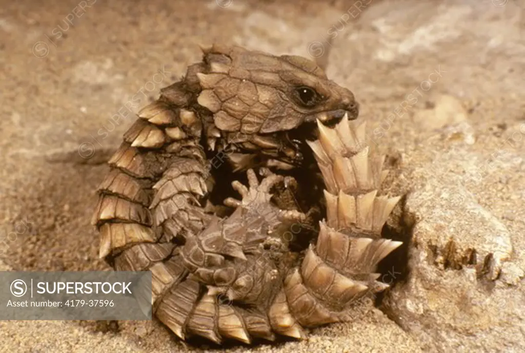 African Armadillo Lizard (Cordylus cataphractus) Defense posture