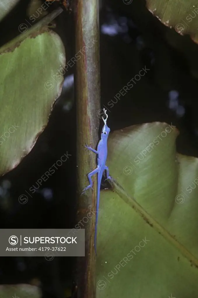 Anoline Lizard, Blue Anole (Anolis gorgonae), Isla Gorgona