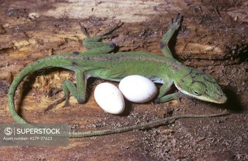 Green Anole Female with Eggs (Anolis carolinensis) SE USA Beginning Color Change