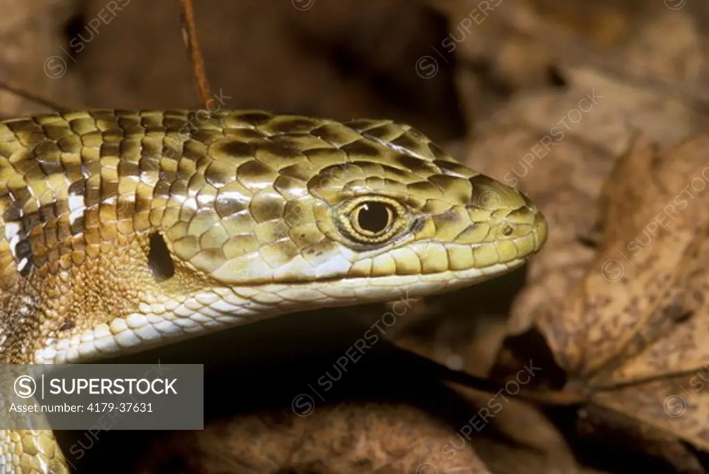 Southern Alligator Lizard (Elgaria multicarinatus)