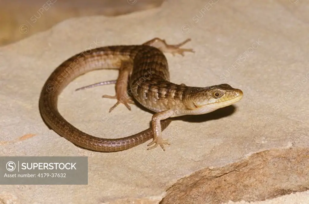Southern Alligator Lizard (Elgaria muilticarinatus), IC