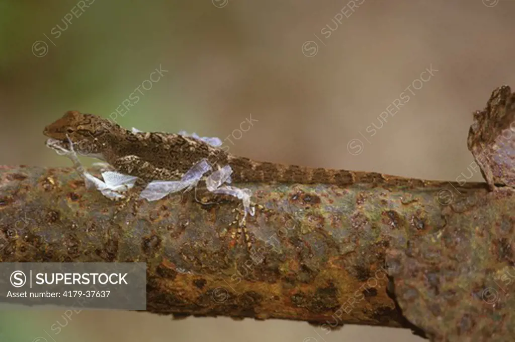 Barred Anole eating its shed Skin, (Anolis stratulus) Maricao, Puerto Rico