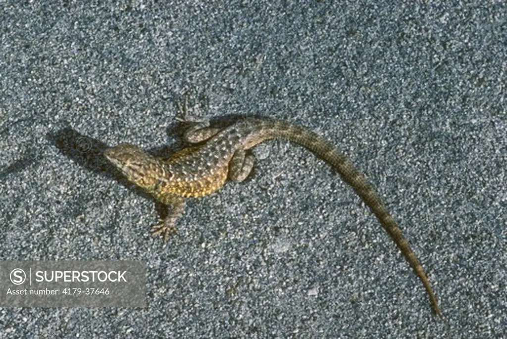 Side-Blotched Lizard (Uta stansburiana) Death Valley NM/California