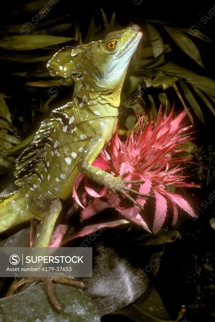 Basilisk-Green, Sailfin or Double Crested (Basiliscus plumifrons) Guatemala to Costa Rica