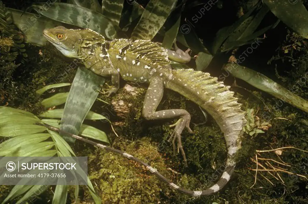 Double Crested Basilisk or Sailfin Lizard (Basiliscus plumifrons) Costa Rica
