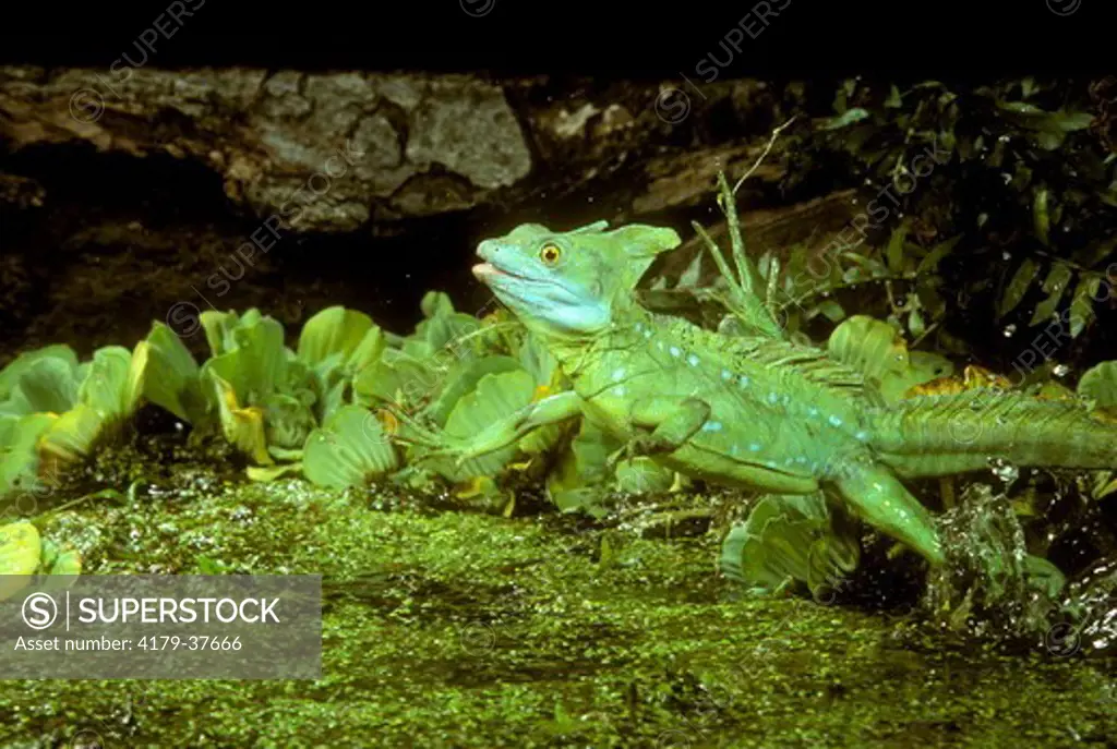 Plumed Basilisk running on water - Costa Rica CA (Basiliscus plumifrons)