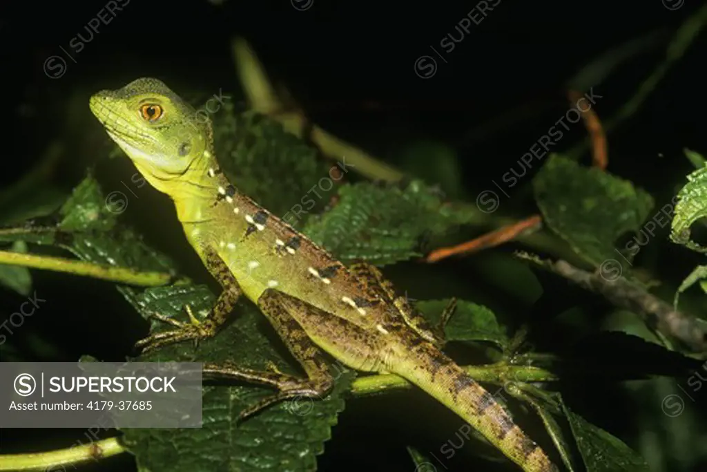 Green Basilisk (Basiliscus plumifrons), Costa Rica